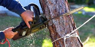 Best Hazardous Tree Removal  in Morristown, NJ