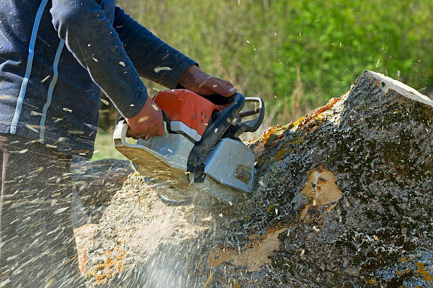 Morristown, NJ Tree Services Company